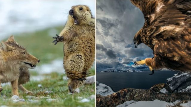 The winners of the Wildlife Photographer of the Year comp are in!