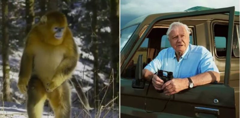 It took David Attenborough 50 years to capture footage of this monkey species