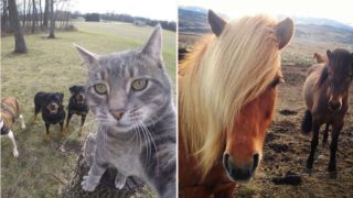 Gallery of Animals who look like they’re about to drop the dopest albums of the decade