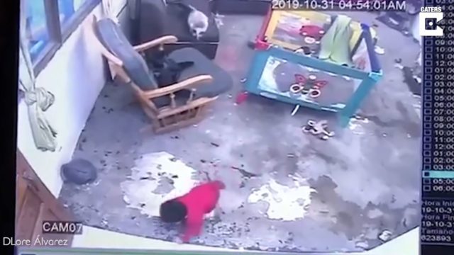 Heroic Chinese cat deliberately saves a baby from falling down stairs