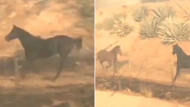 Brave horse runs back into dangerous wildfire to rescue other horses
