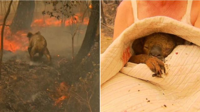 Badass Aussie sheila runs into dangerous bushfire to rescue Koala