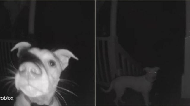 Clever bloody dog rings doorbell at 2am after getting locked out!