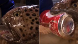 The severed head of a Wolffish can still crush a can of Coke