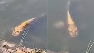 This Chinese fish has got people freaking out