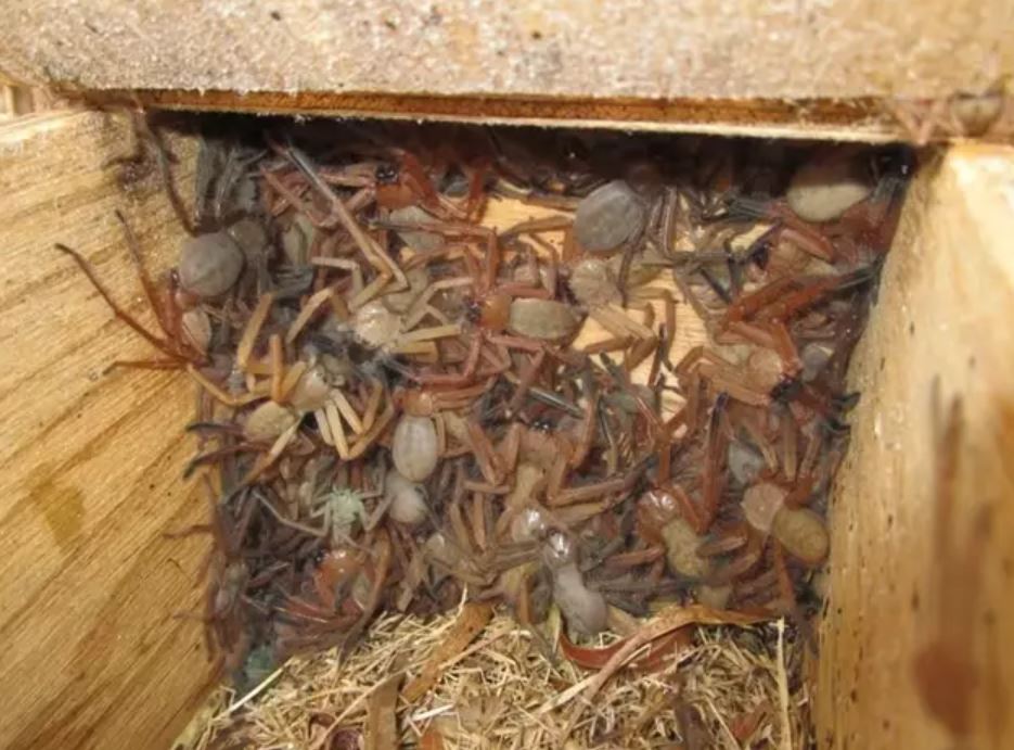 rare-photos-reveal-a-colony-of-bigass-spiders-australia-has-to-deal-with