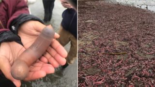 The Internet is throbbing over ‘Fish’ that have appeared on a Californian beach