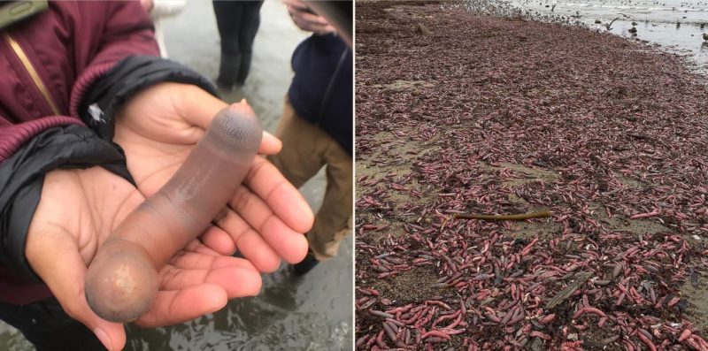 The Internet is throbbing over ‘Fish’ that have appeared on a Californian beach