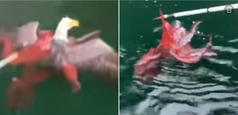 A f@*#en octopus and eagle square off at Canadian fish farm