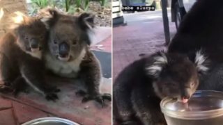 These bloody legends helped terrified koalas with nice cool drink during heatwave
