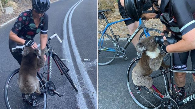 Desperate and dehydrated koala flags down cyclist for a drink