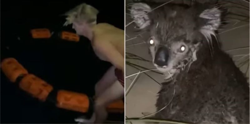 This footage was captured of a bloke rescuing a koala from freezing cold water