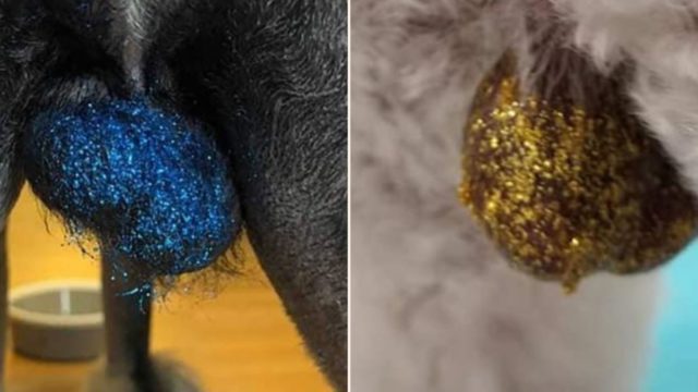 Glitter Glued to your Goodboi’s gems is now the height of fashion