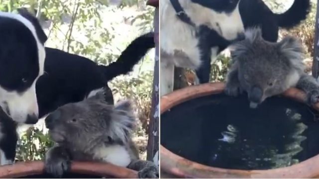 Legendary dog shares his water with thirsty koala!