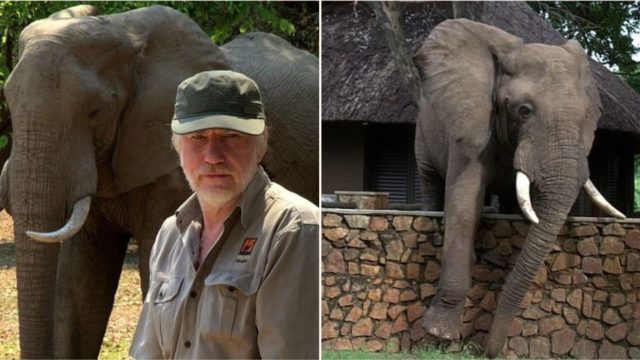 Elephant caught carefully climbing over wall in a remarkably human way