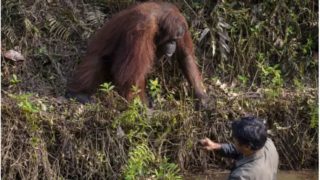 Top bloody orangutan offers helping hand to park ranger