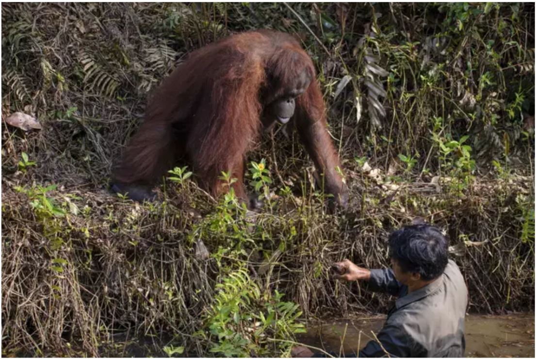 Top bloody orangutan offers helping hand to park ranger