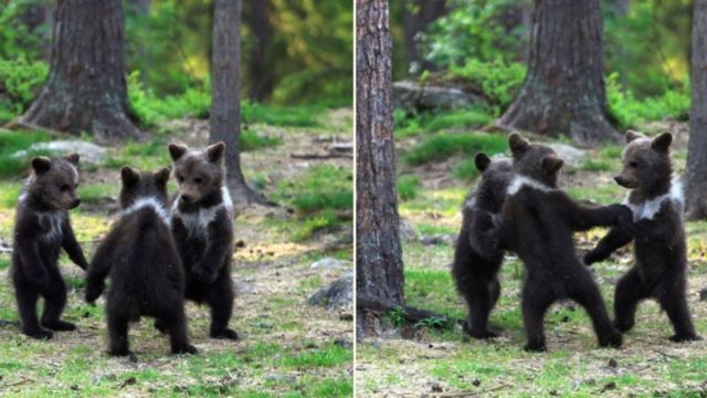 Finnish bloke somehow managed to photograph these bear cubs dancing in the wild