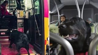 Legendary dog catches the bus to the dog park – by itself – every day