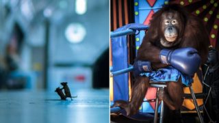 Photo of mice arguing over food wins award at Wildlife Photographer of the year vote