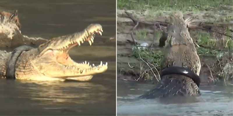 A reward has been offered to remove this tyre from a massive crocodile’s neck!