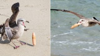 These cheeky seagulls were busted playing with a ladies ‘pocket rocket’