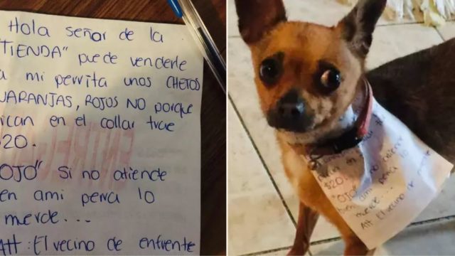 Quarantined Mexican bloke sends pooch to the store to get Cheetos
