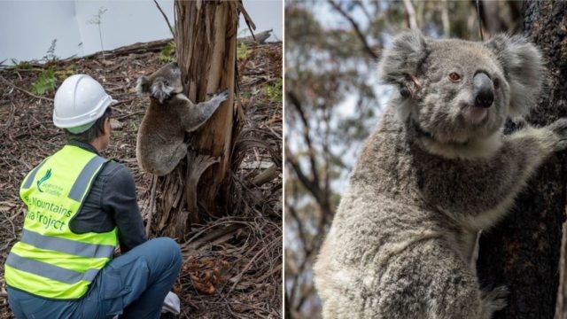 Koalas are finally returning to wild after Ozzy bushfires