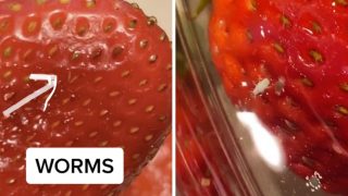 People are vowing never to eat strawberries again after TikTok video shows hidden bugs