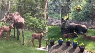 Bloke documents how Moose and Calves spent a day in his backyard