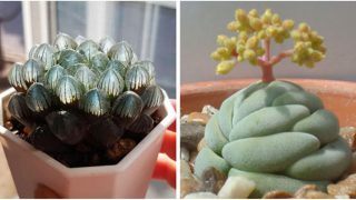 Check out these mintox f**ken succulents!