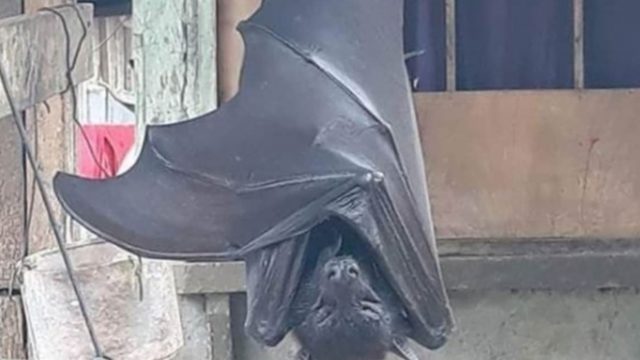 Photo of a human-sized Filipino bat has left the Internet “horrified”