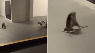 Video shows cat sitting and watching two rats fighting in Singapore