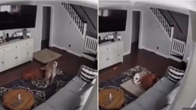 Legend dog caught on camera dragging bed to sick brother