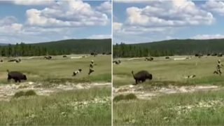 Sheila tries to ‘play dead’ after tripping while running from charging bison