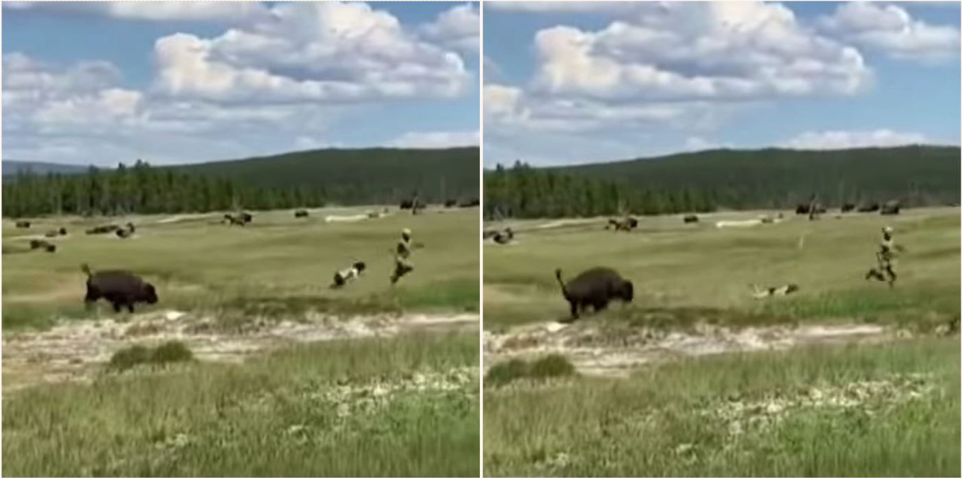 Sheila tries to ‘play dead’ after tripping while running from charging bison