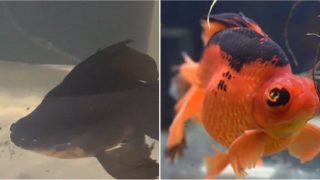 Neglected depressed goldfish changes f*@#en colour after being looked after