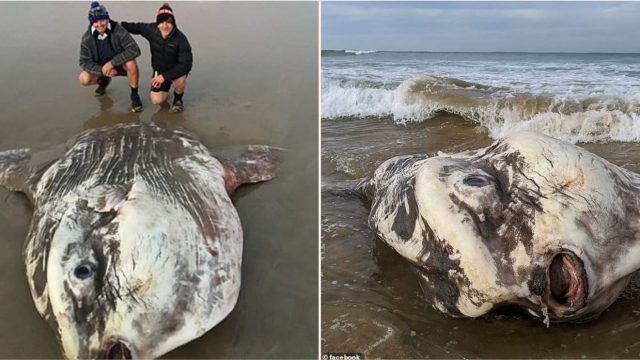 One of the world’s biggest and rarest sea creatures washes up on an Australian beach