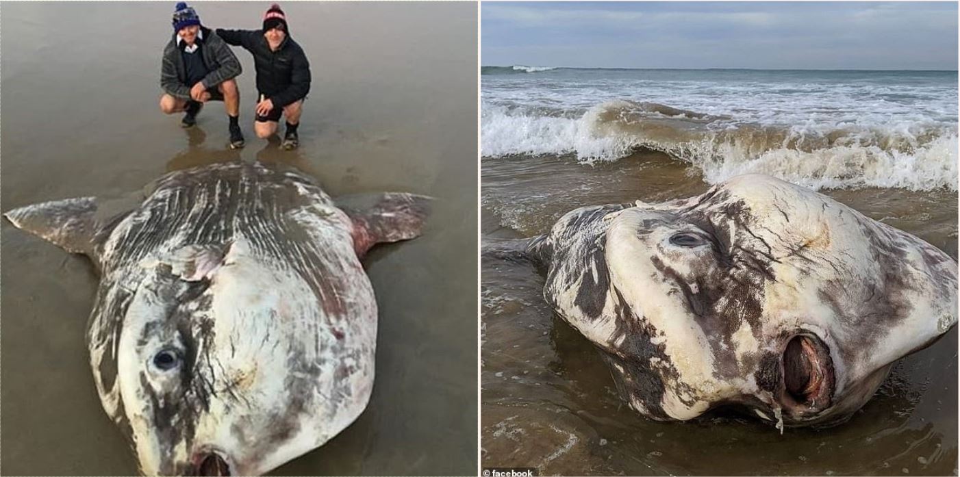 One of the world's biggest and rarest sea creatures washes up on an  Australian beach
