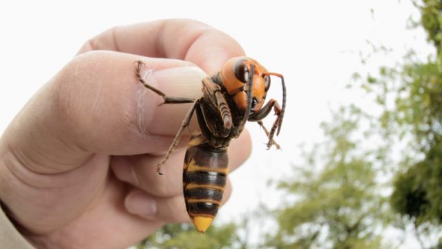 Watch what it is like to be stung by a “MurderHornet”