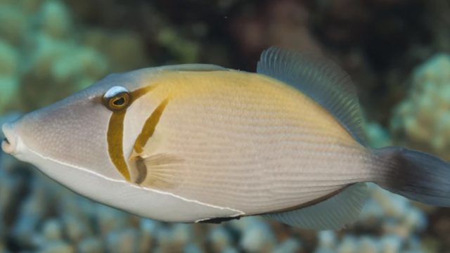 This bloody fish has baffled the internet with its weird ‘human’ lips!