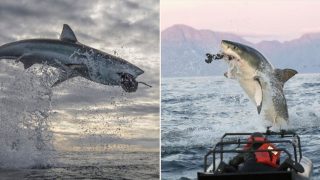Great White Shark leaps 5 metres out of the air, highest ever seen