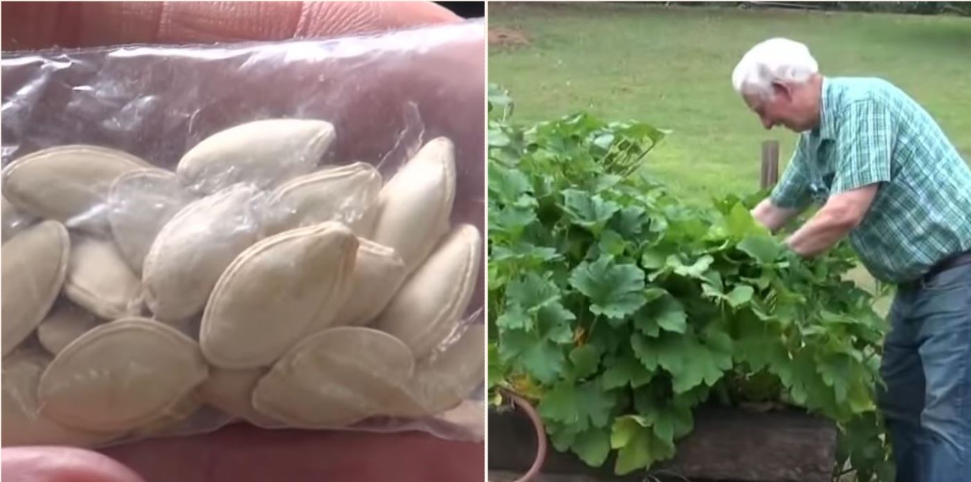 Man plants mystery seeds delivered from China after being warned not to
