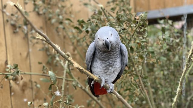 These cheeky parrots were relocated after swearing too bloody much