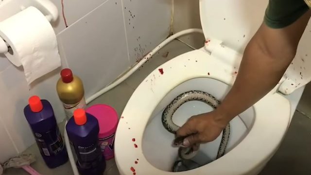 Snake bites a poor dude while he was using the toilet