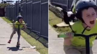 Aussie kid’s encounter with relentless swooping magpie is brutal