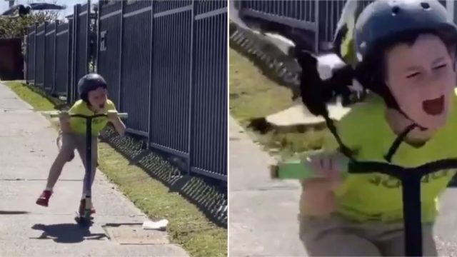 Aussie kid’s encounter with relentless swooping magpie is brutal