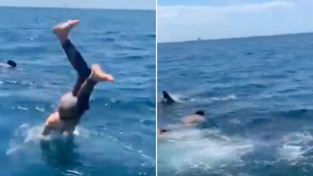 Man dives in to swim with harmless shark, then realises it is a Great White
