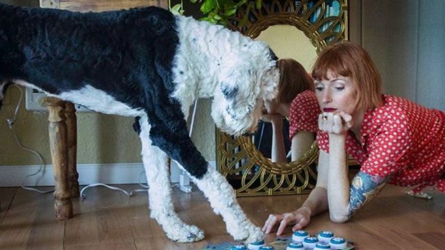 Dog communicates through buttons and tells its owner important news