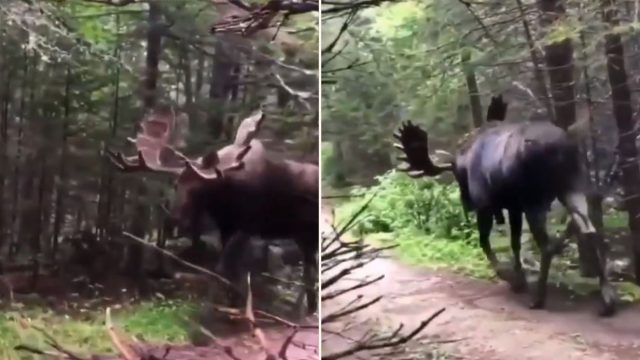 Unique camera angle shocks internet with how big bloody moose can get